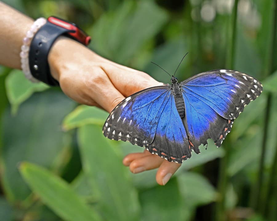 Žiari farbami: Morpho peleides  je známy vďaka výrazným odtieňom modrej. 