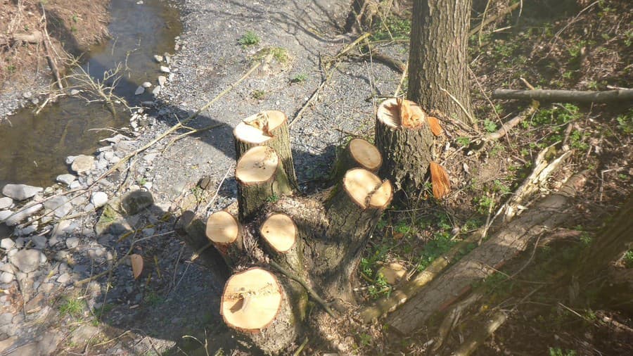 53 kusov drevín padlo