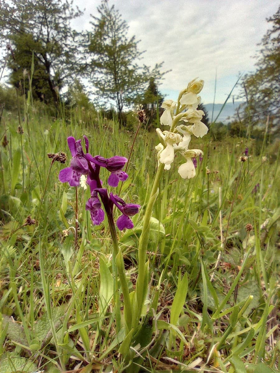 Na Poľane zakvitlo more orchideí.