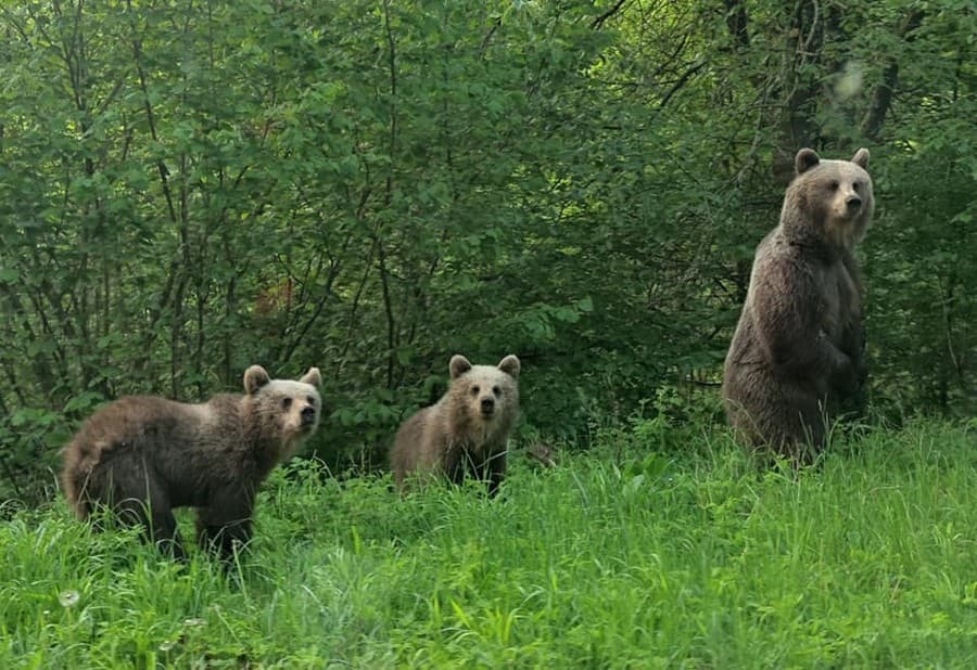 Na tento zážitok Michal nikdy nezabudne. Na ceste do Vrícka narazil na medvedicu s dvoma mláďatami.