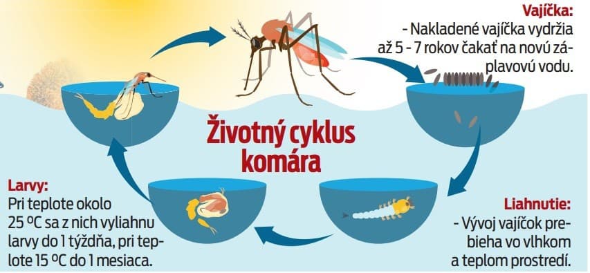 Životný cyklus komára