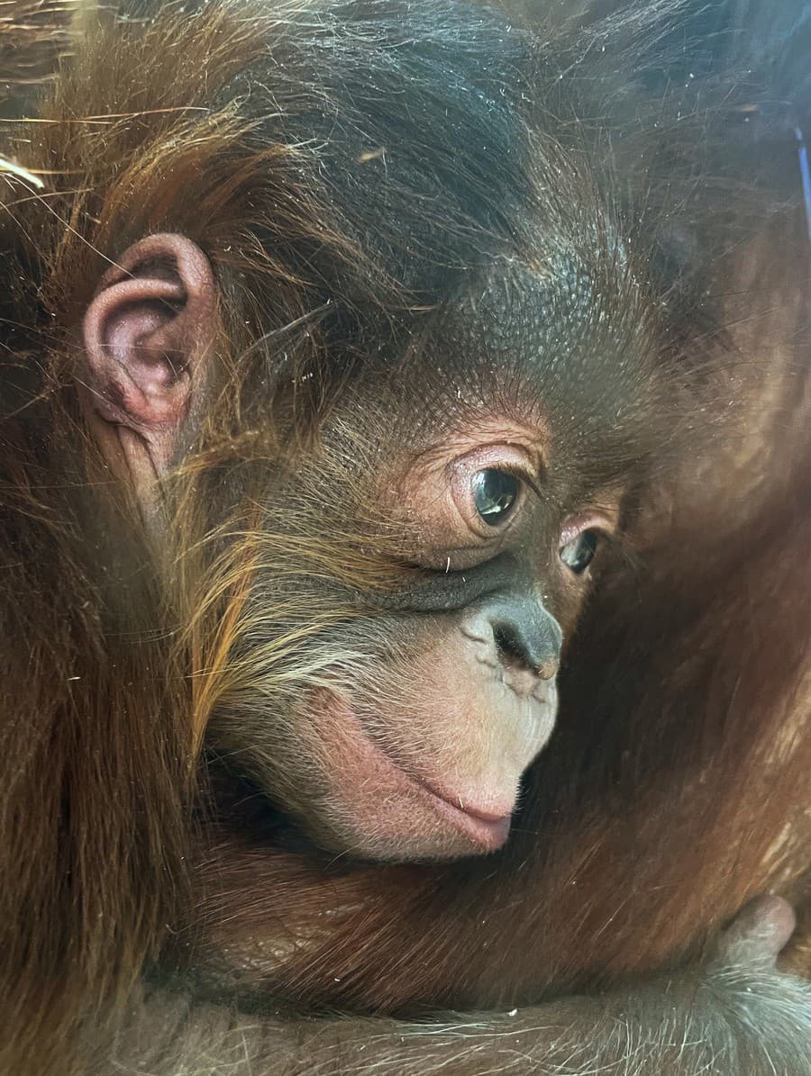 Mamička s malým orangutanom.