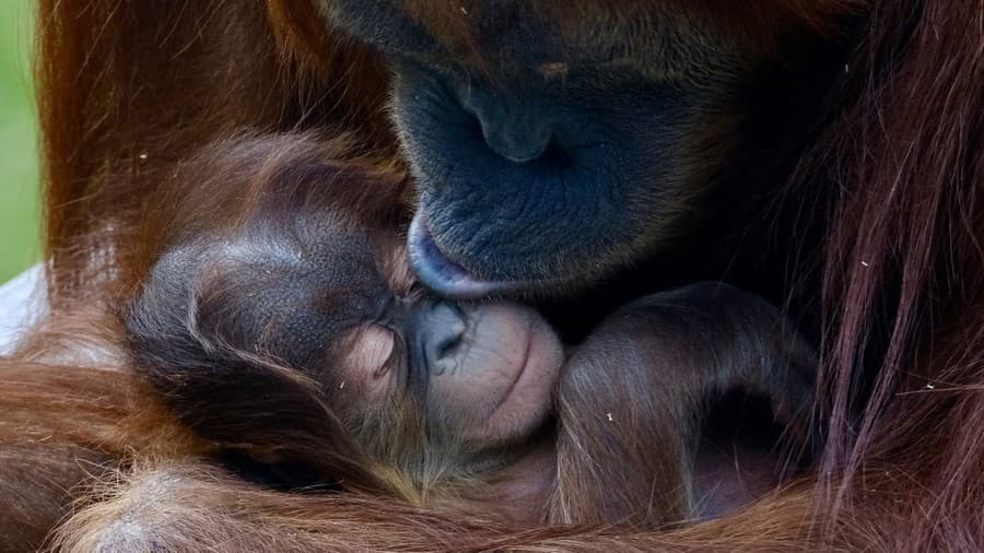 Mamička s malým orangutanom.