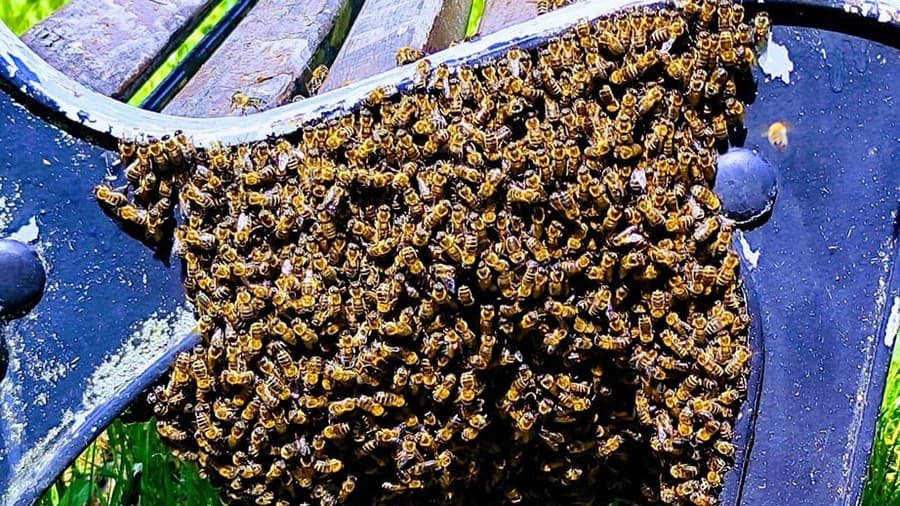 Včely sa usídlili na