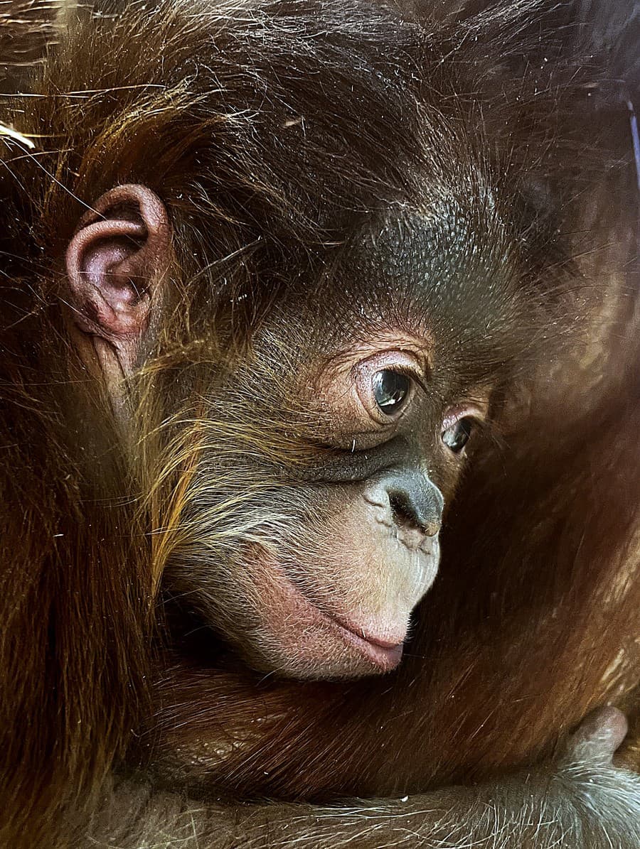 Takto vyzerá rozkošné mláďatko orangutana sumatrianskeho.