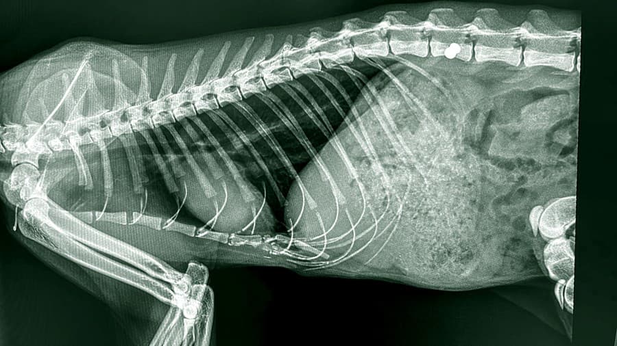 Röntgen ukázal, že Kitty mala brok blízko chrbtice