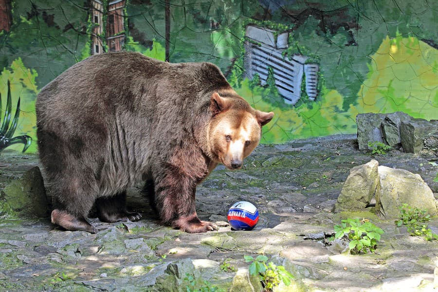 Medveď Félix dostane rozšírený výbeh.