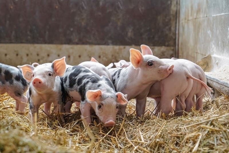 Welfare chov znamená dostatok priestoru a neobmedzený prístup k vode, krmivu i čerstvému vzduchu.