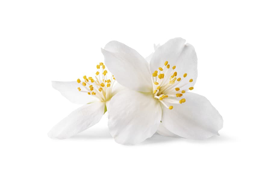 Nežné kvety: Sú symbolom čistoty a svoju vôňu uvoľňujú v noci.