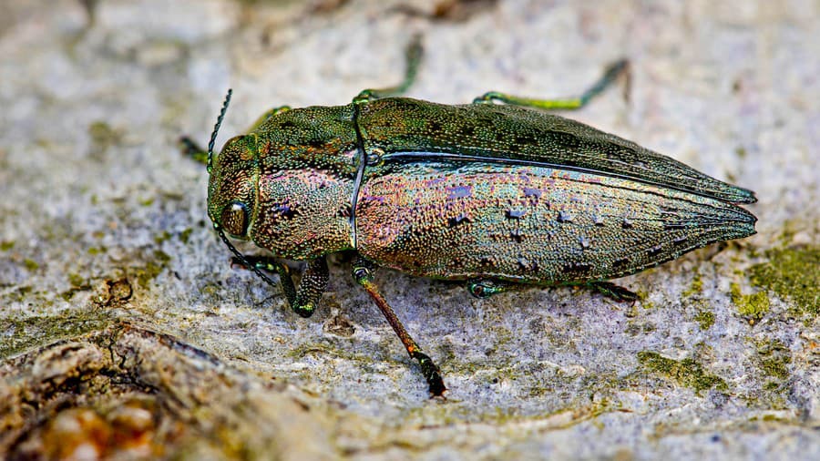 Dicerca berolinensis má jedinečné