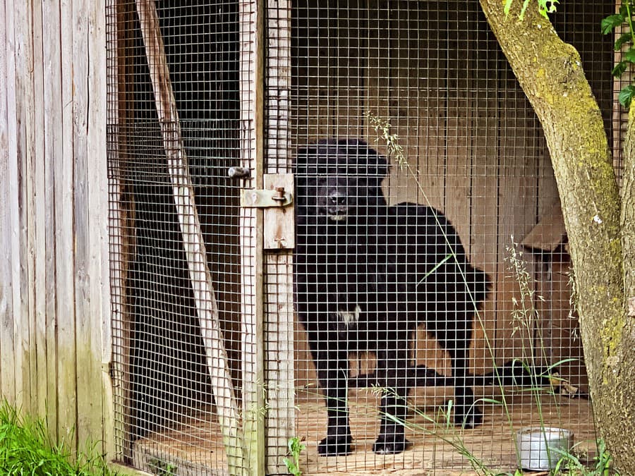 Trojročný Hačiko je kríženec labradora a vlčiaka