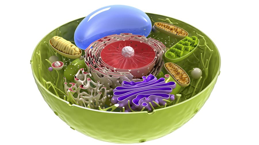 Rastlinná bunka