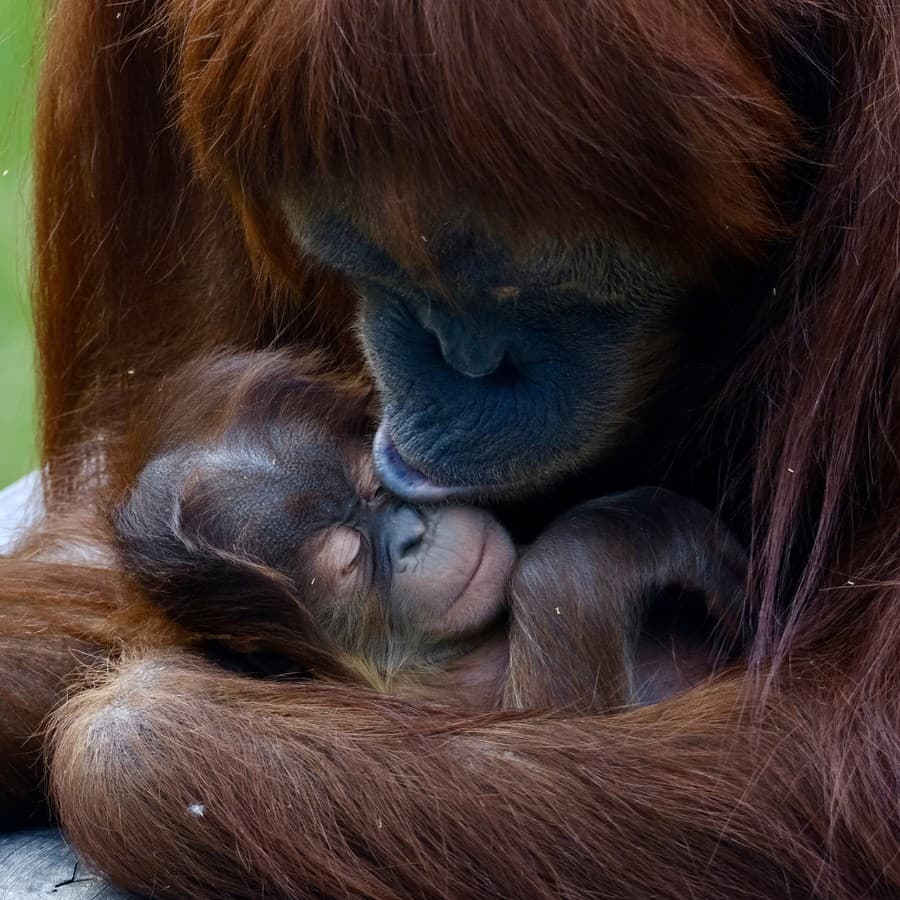 Vzácne mláďa orangutana sumatrianskeho