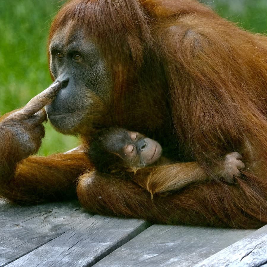 Vzácne mláďa orangutana sumatrianskeho