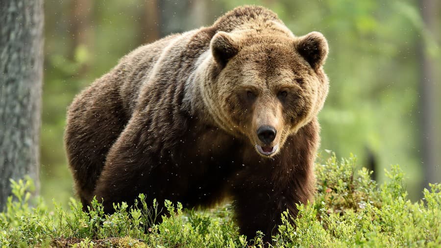 powerful male brown bear