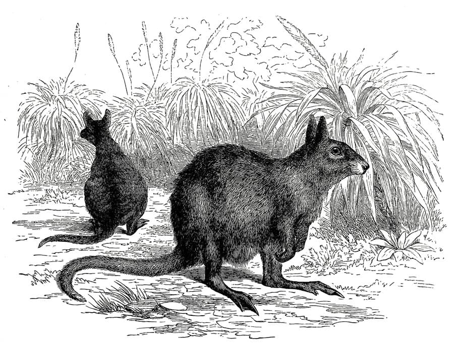 Vyhynuté druhy: Viaceré druhy kengúr a ich príbuzných sa zachovali už len na ilustráciách prvých prieskumníkov Austrálie. 