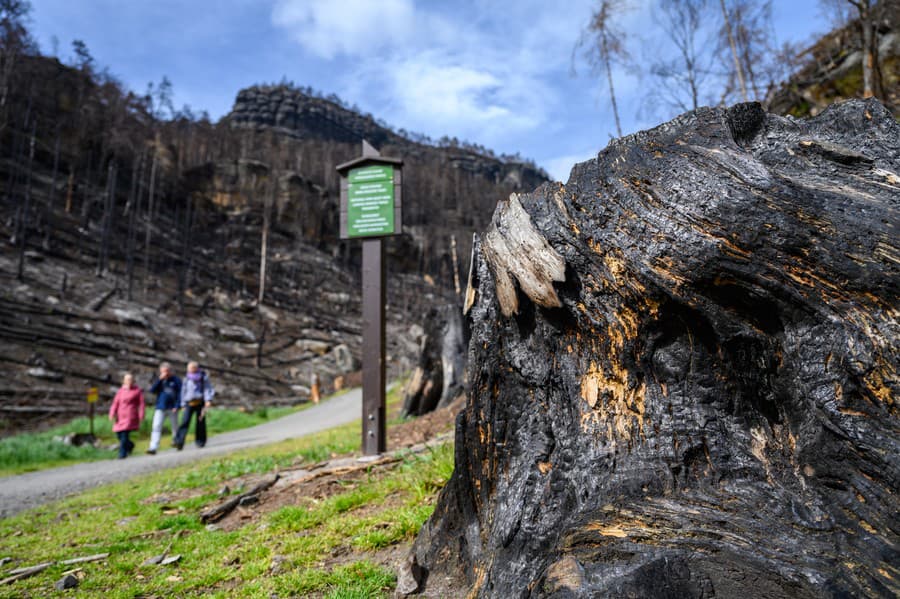 Škody po lesnom požiari