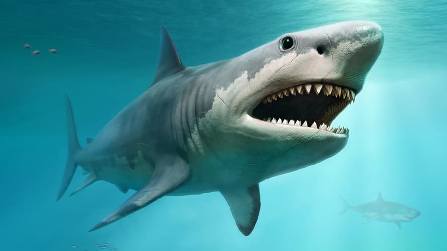 Megalodon from prehistoric times