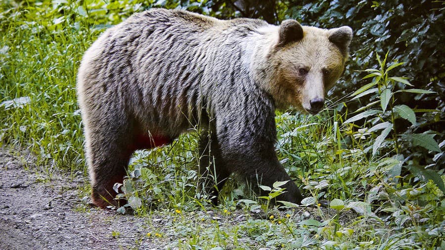 Medveď pri stretnutí s