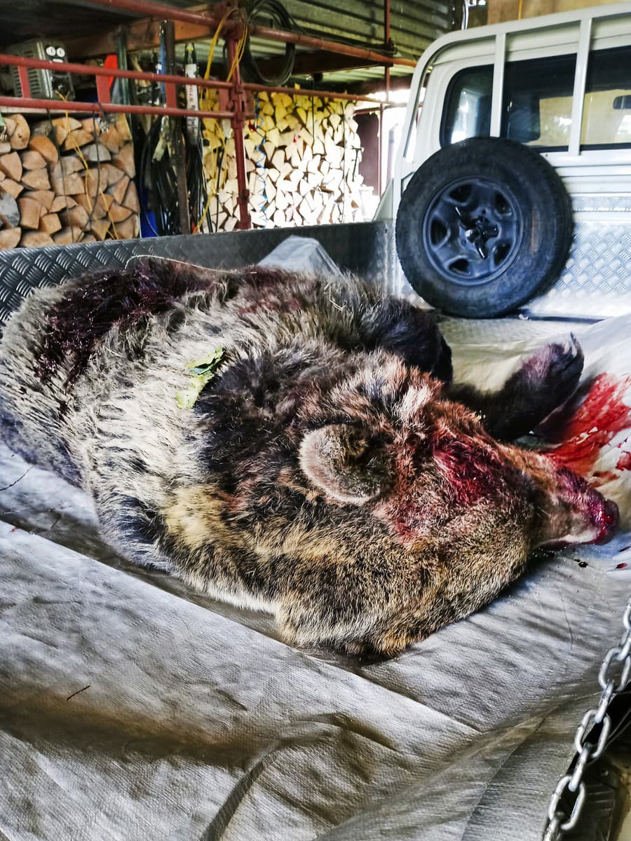 Zastrelená medvedica: Mŕtvu medvedicu