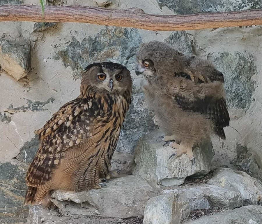 V košickej zoo pribudlo