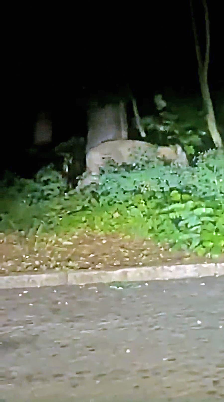 Chrbát zvieraťa zachyteného na zábere nie je podľa odborníkov zhodný s tvarom chrbta levice.