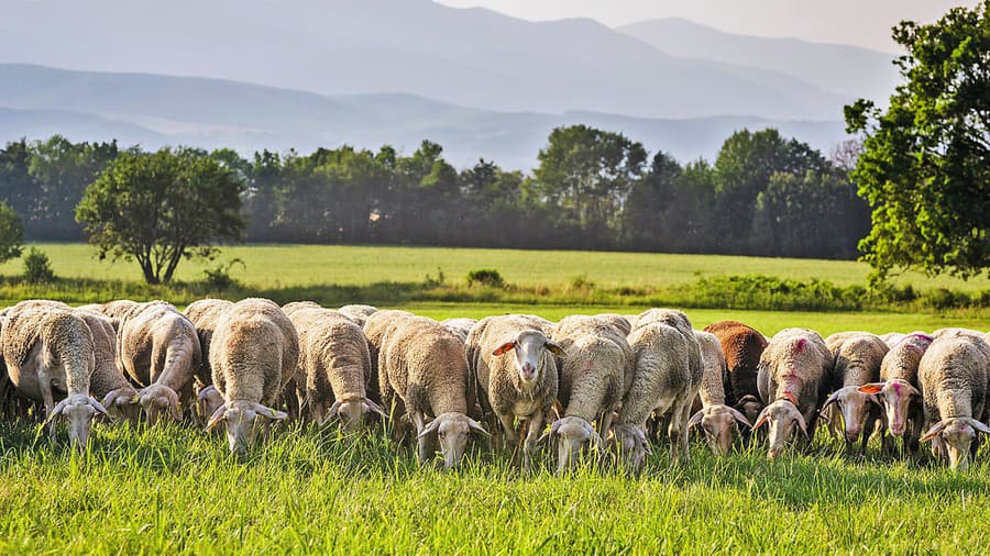 Farma pod Vtáčnikom dostala