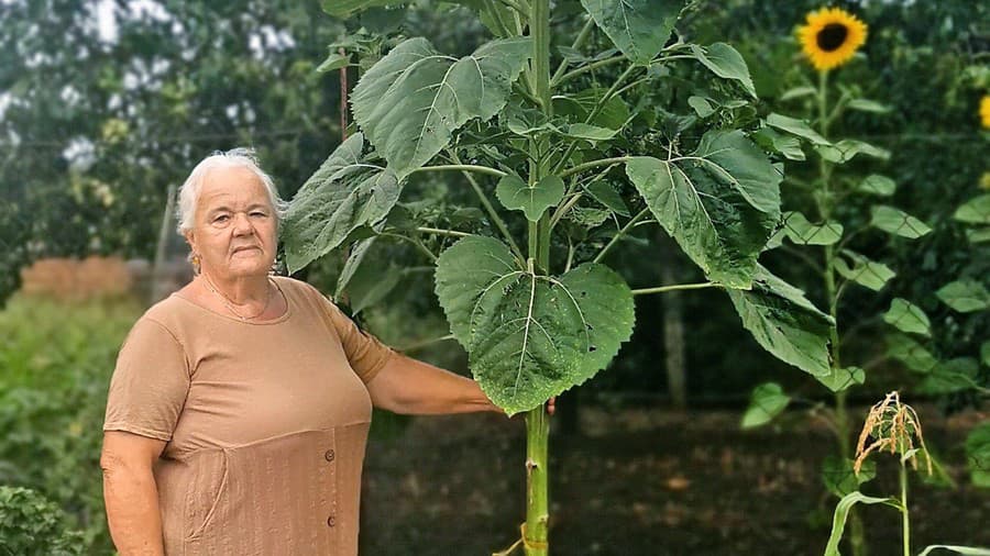 Slnečnica Alžbetu prerástla takmer