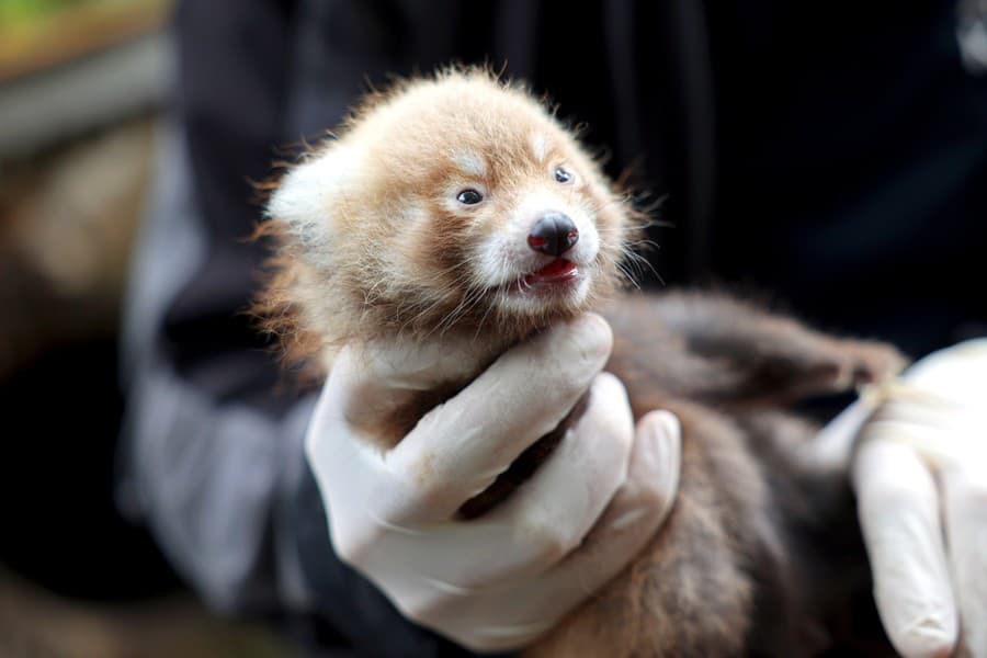 V zoo v Karlsruhe sa koncom júna narodili mláďatá kriticky ohrozenej pandy červenej
