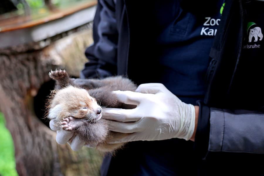 V zoo v Karlsruhe sa koncom júna narodili mláďatá kriticky ohrozenej pandy červenej