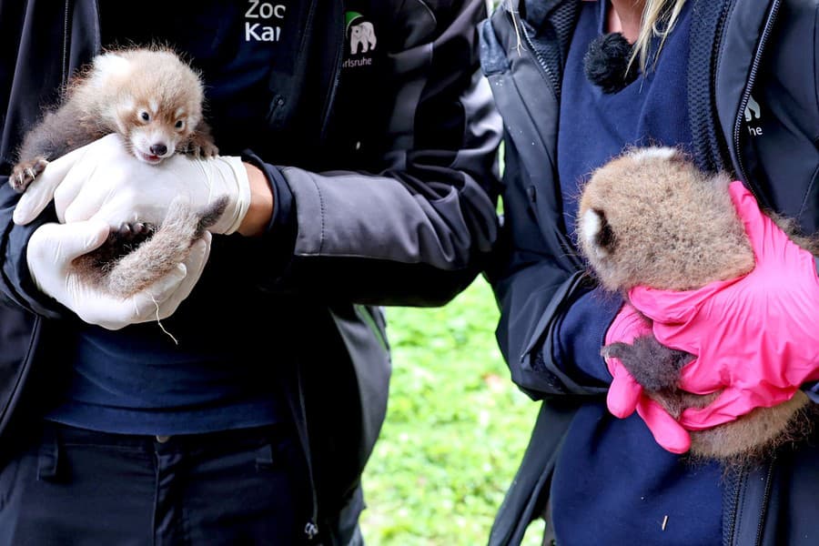 V zoo v Karlsruhe sa koncom júna narodili mláďatá kriticky ohrozenej pandy červenej