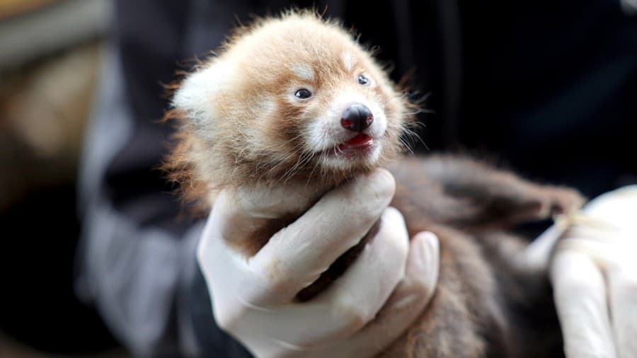 V zoo v Karlsruhe sa koncom júna narodili mláďatá kriticky ohrozenej pandy červenej