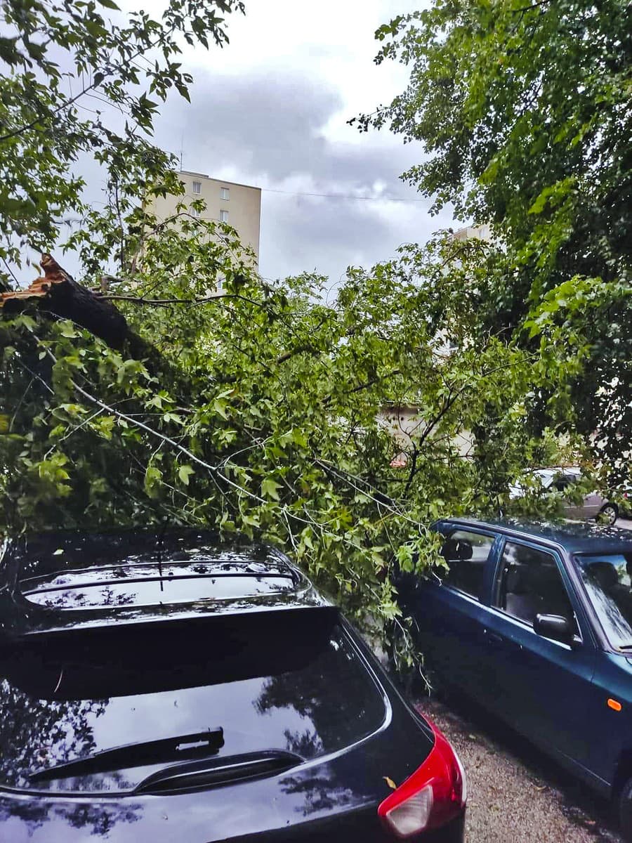 Košice - Veľké škody: Vietor vyvrátil stromy, ktoré porozbíjali autá. 