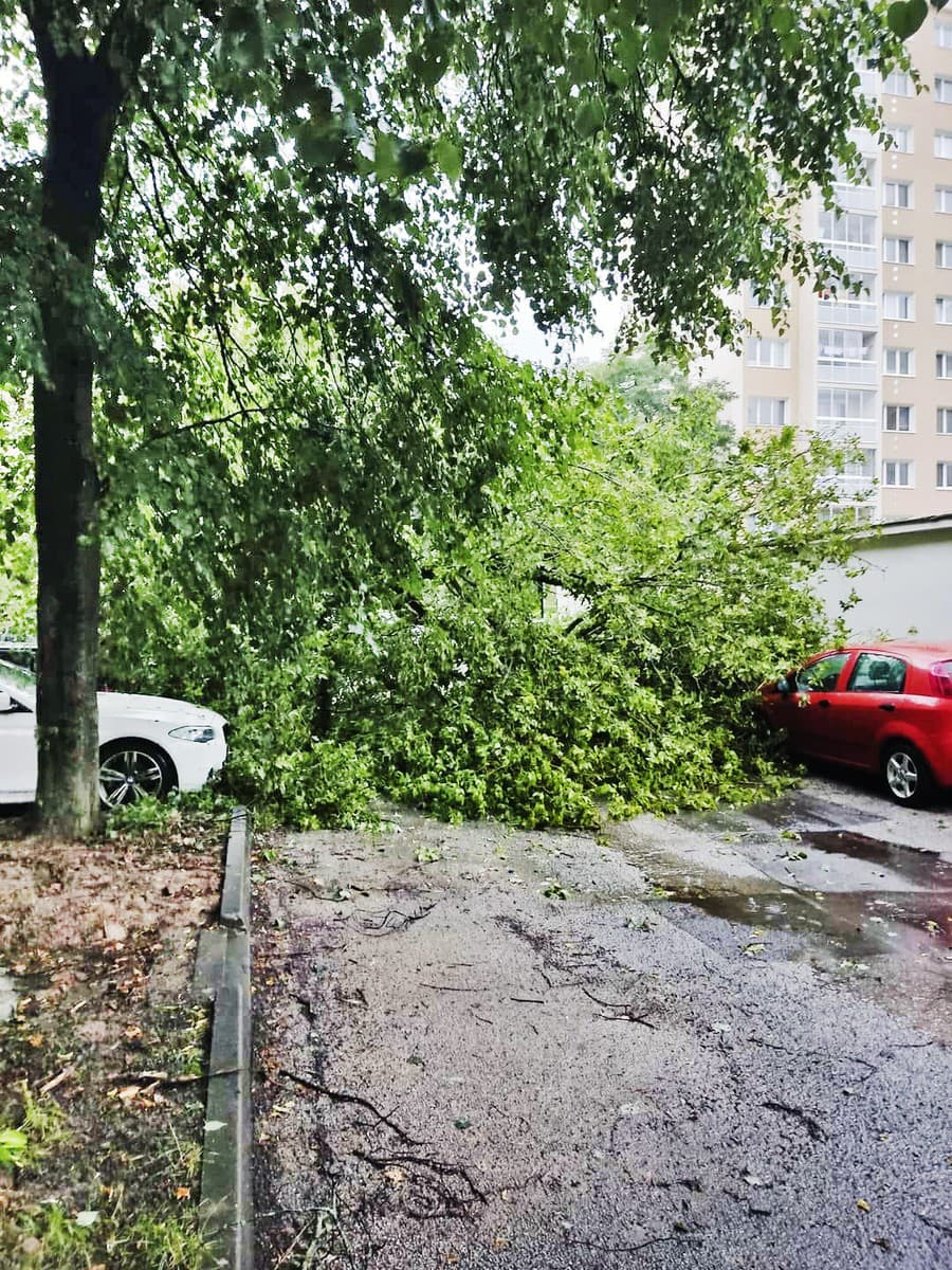 Košice - Veľké škody: Vietor vyvrátil stromy, ktoré porozbíjali autá. 