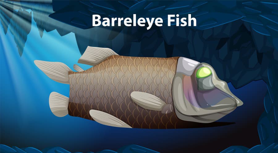 Barreleye Fish Vector Design