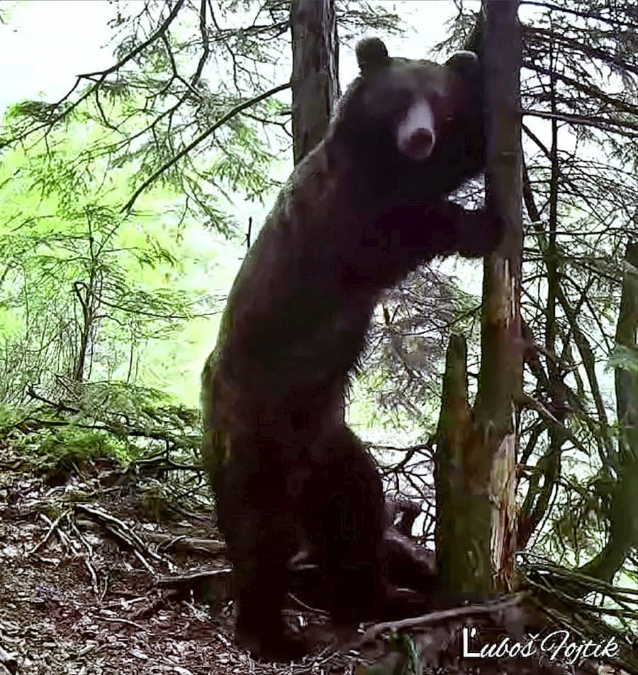 Maco sa nevšedným pohybom