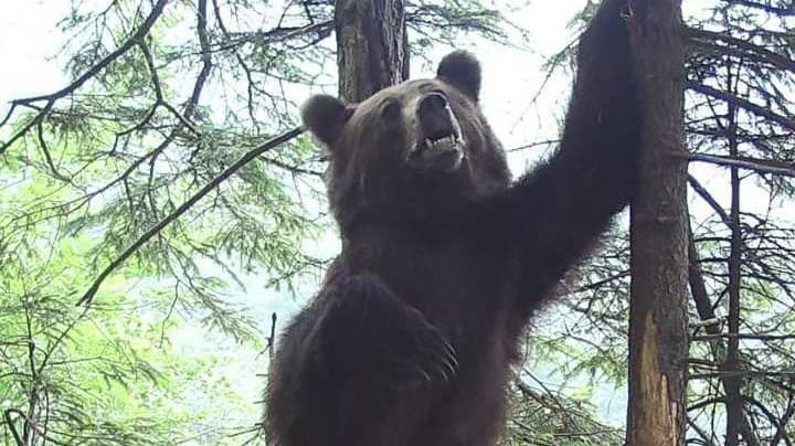 Maco sa nevšedným pohybom