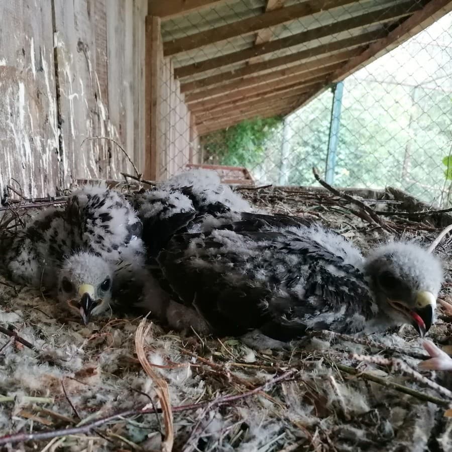 Kolekciu zvierat Zoo Bojnice