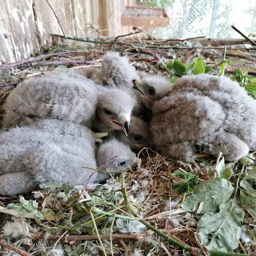 Kolekciu zvierat Zoo Bojnice