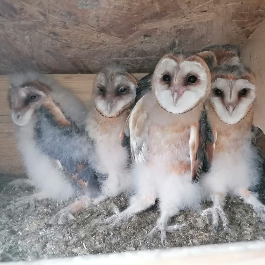 Kolekciu zvierat Zoo Bojnice