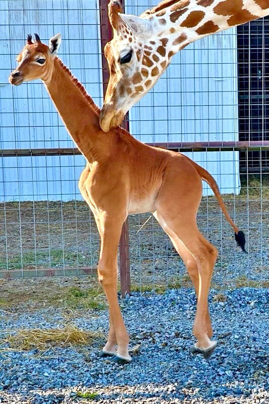 Žirafu podobného sfarbenia doposiaľ nikto nevidel.
