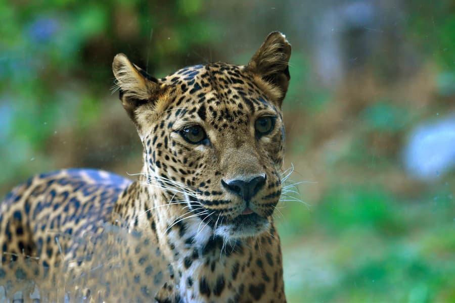 Samec leoparda cejlónskeho Tissa.