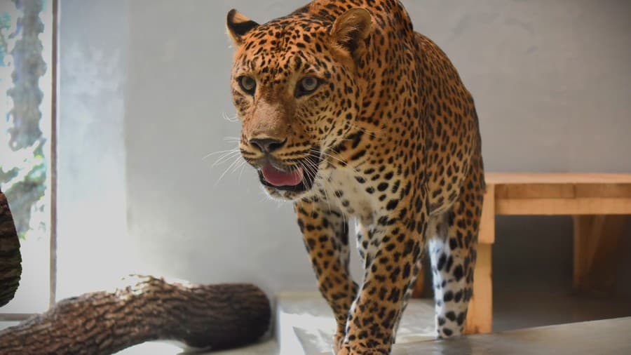Samec leoparda cejlónskeho Tissa.