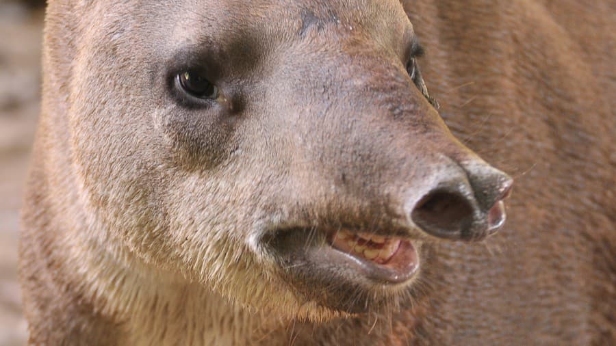 South American tapir