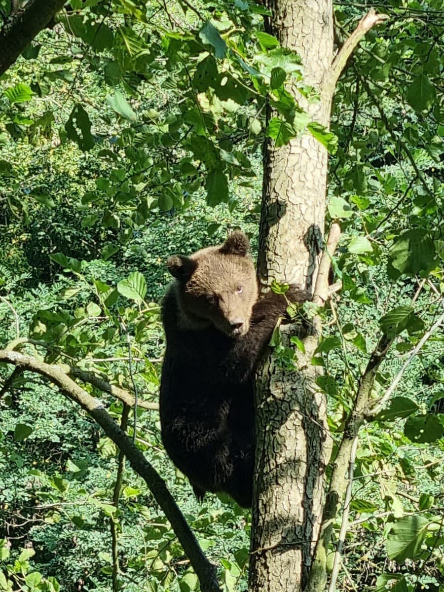 Medvieďatá, ktoré dostali mená