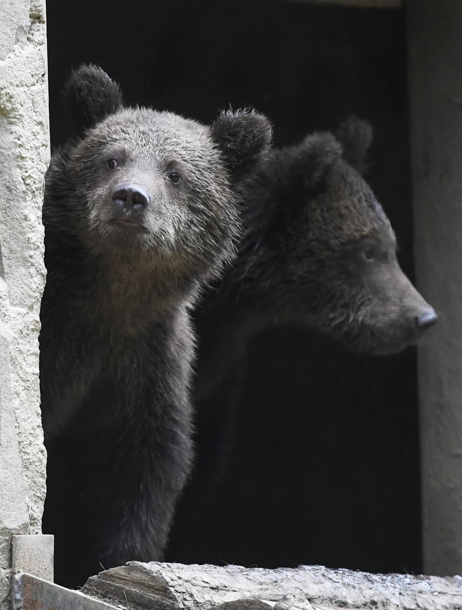 Tatranské medvieďatá sa udomácňujú