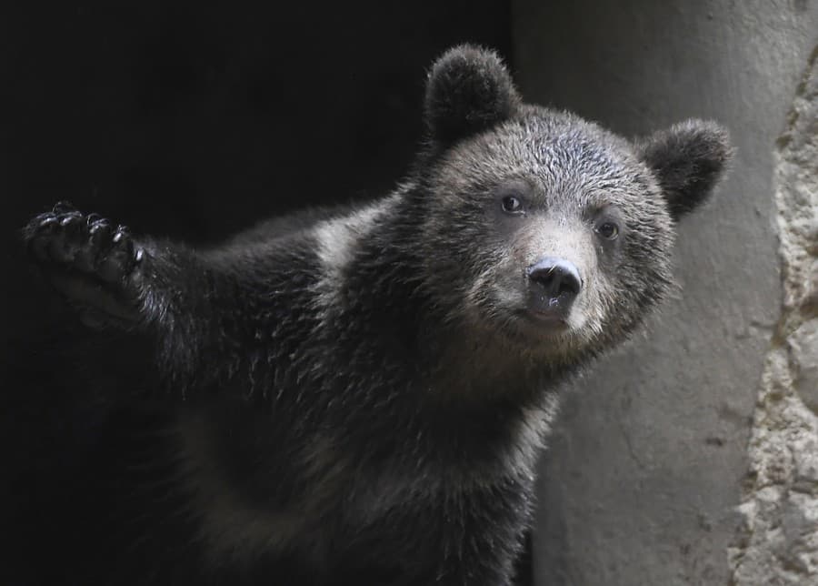 Tatranské medvieďatá sa udomácňujú