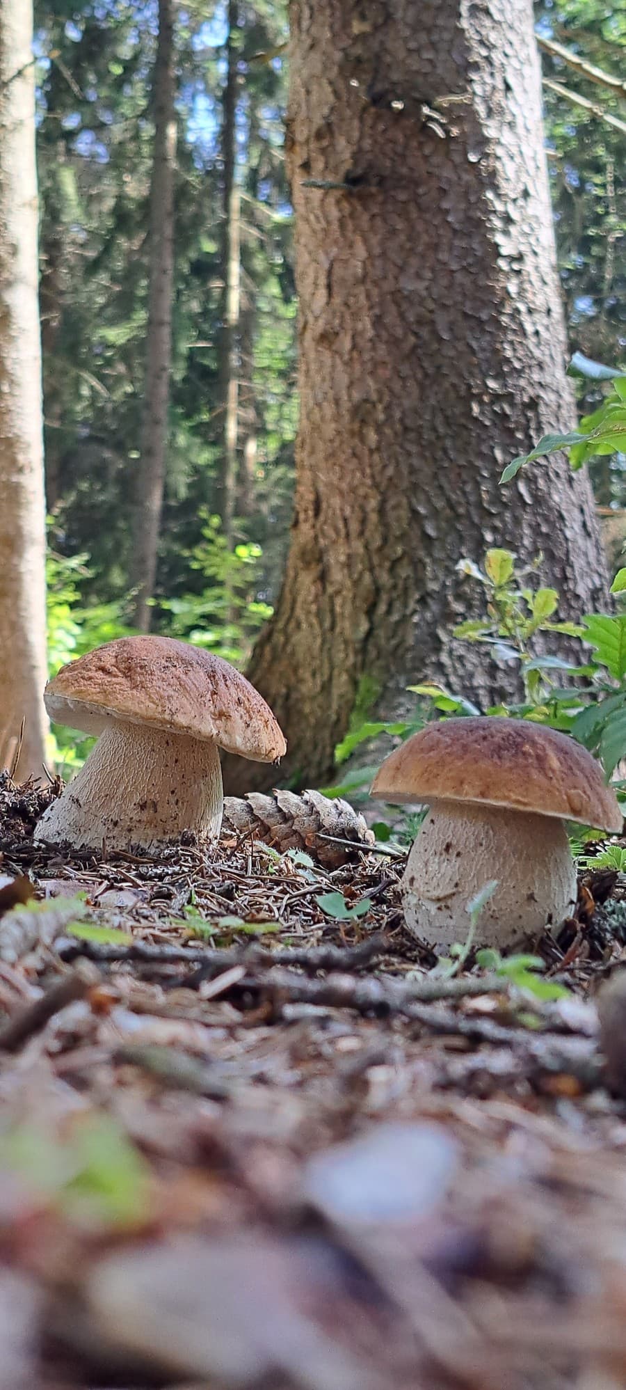 Turistke Jane sa v lese pri Považskej Bystrici podarilo odfotiť takéto krásne dubáky.