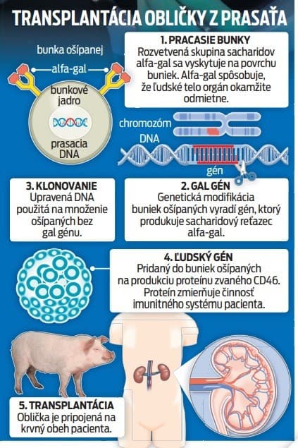 Transplantácia obličky z prasaťa