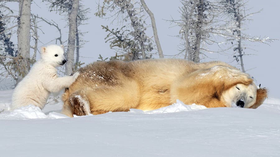 Medvedia idylka pri kanadskom Fletcher Lake